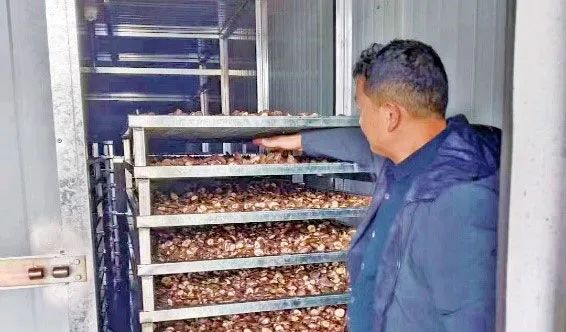 河南西峽農產品加工領域生物質烘烤案例2